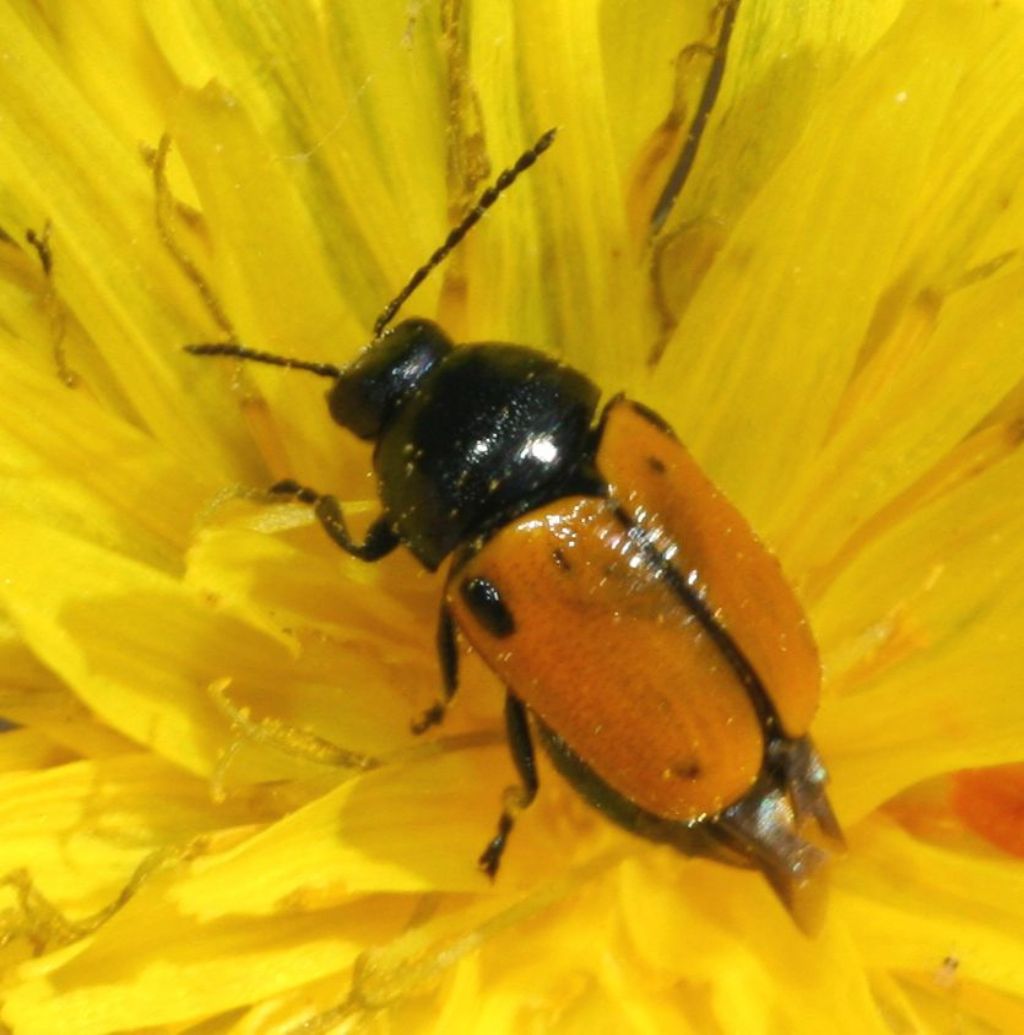 Chrysomelidae: Cryptocephalus rugicollis